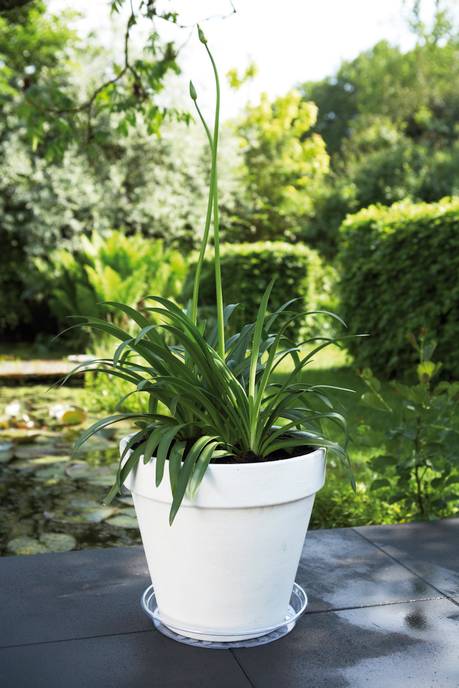 uni-untersetzer rund 28cm transparent